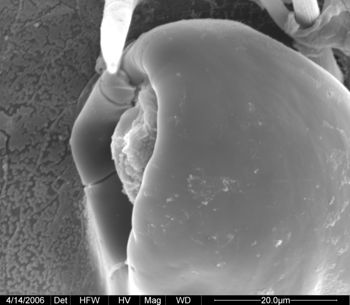 Media type: image;   Invertebrate Zoology 133769